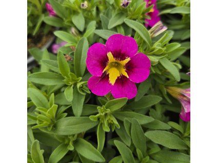 milionbells variant6 kak