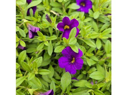 milionbells variant7 kak2