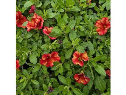 milionbells variant8 kak