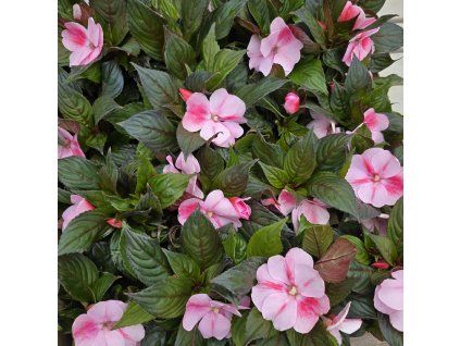 impatiens variant1 kak