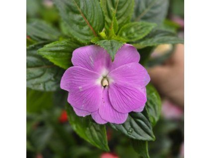 impatiens variant2 kak1
