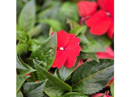 impatiens variant3 kak