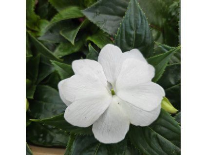 impatiens variant4 kak