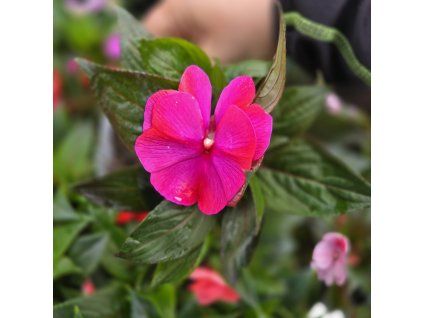 impatiens variant5 kak