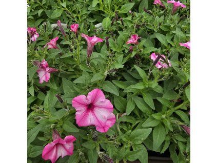 mini vista variant2 kak