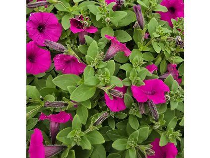 mini vista variant3 kak1