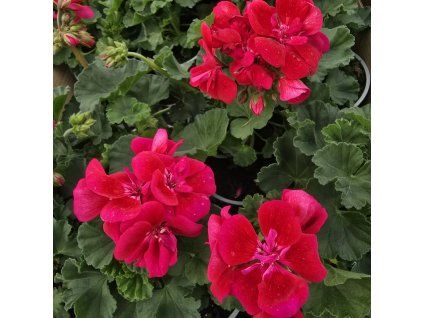 Pelargonium zonale Lucky kak