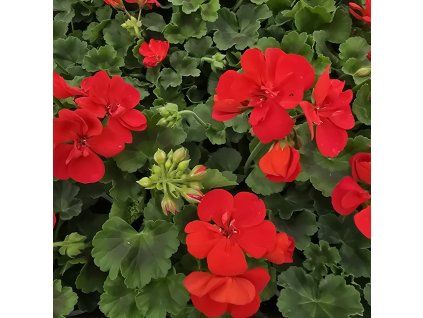 Pelargonium zonale Mattea kak