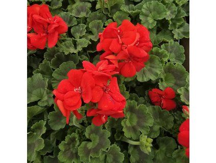 Pelargonium zonale Senna kak