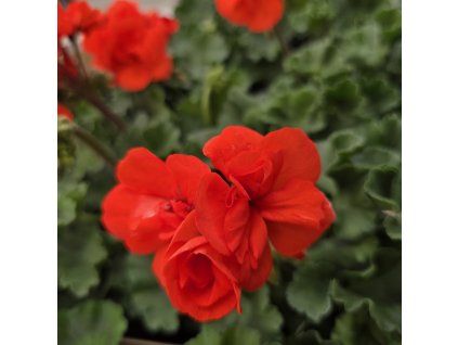 Pelargonium zonale Sylvia kak2