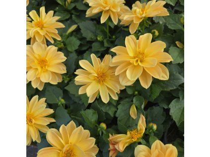 Dahlia variant 2 kak