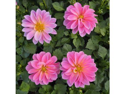 Dahlia variant 3 kak