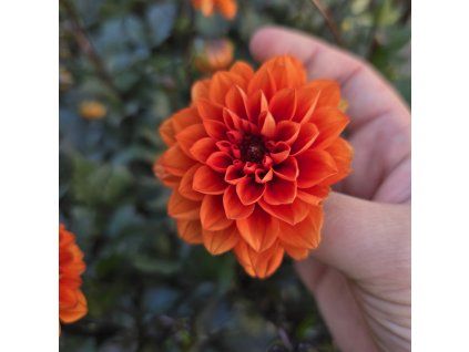 Dahlia variant 4 kak