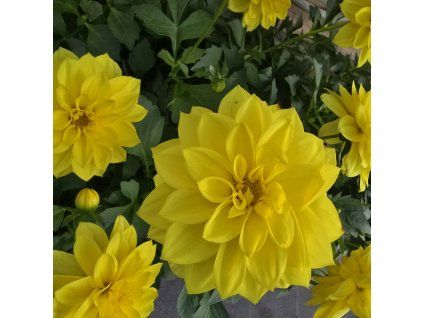 Dahlia variant 5 kak