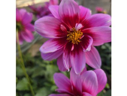 Dahlia variant 6 kak