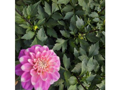 Dahlia variant 7 kak