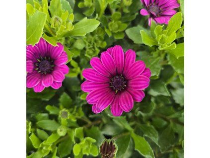 Osteospermum cyklamen kak2