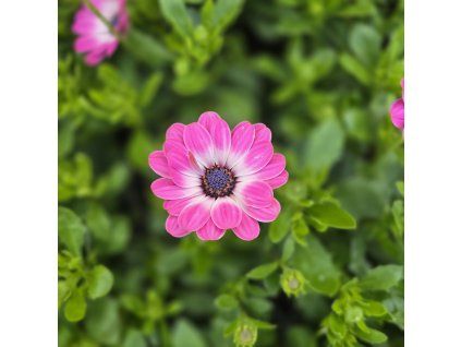 Osteospermum ružovy kak3