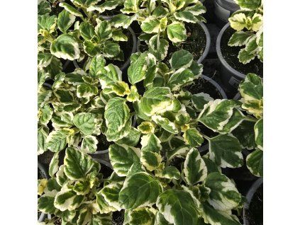 Plectranthus kak