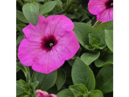 SURFINIA ´BRIGHT PINK´ KAK3