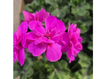 PELARGONIUM PELTATUM AMETHYST KAK2