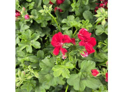 PELARGONIUM PELTATUM KAROLINE KAK