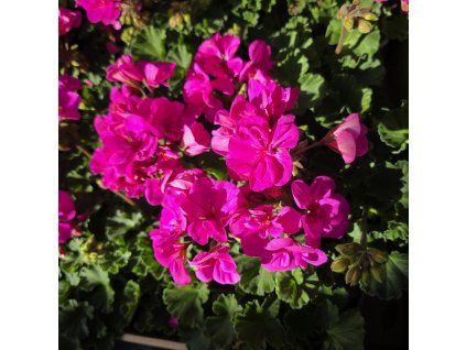 PELARGONIUM ZONALE 'EVI' KAK