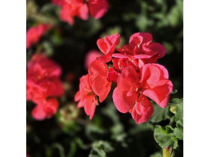 PELARGONIUM ZONALE 'LISA' KAK2