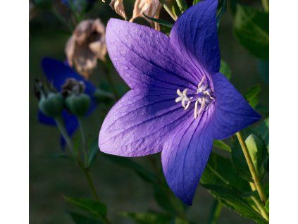 PLATYCODON GRANDIFLORUS shut