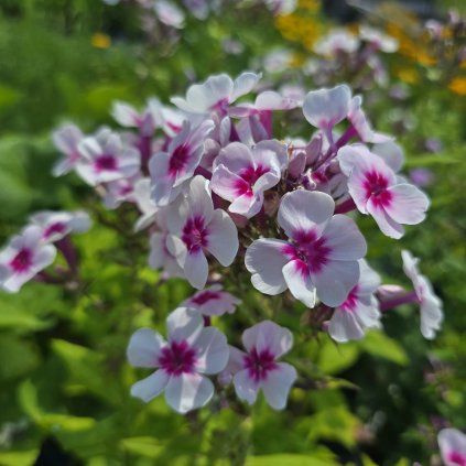 PHLOX PANICULATA 'SWIZZLE' kak2