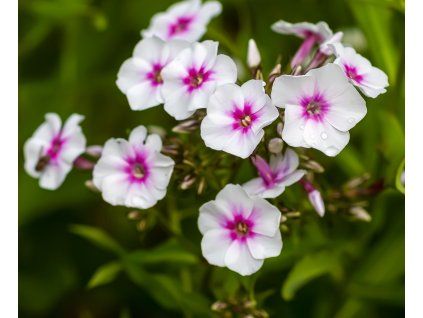 PHLOX PANICULATA 'SWIZZLE' shutt
