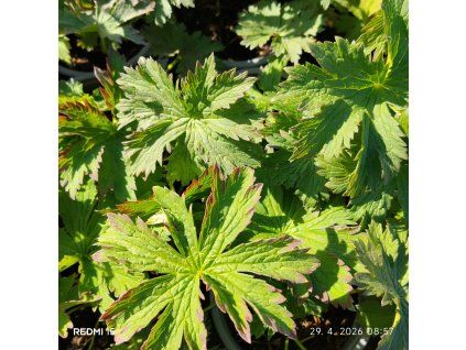 GERANIUM SYLVATICUM 'BAKER'S PINK kak1