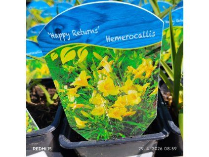HEMEROCALLIS 'HAPPY RETURNS kak1