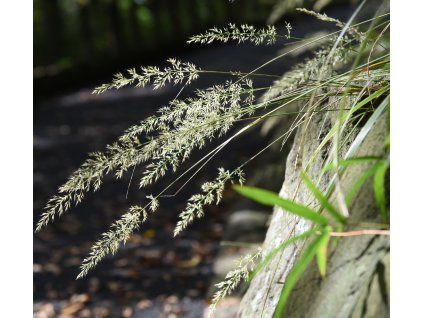 CALAMAGROSTIS BRACHYTRICHA shut