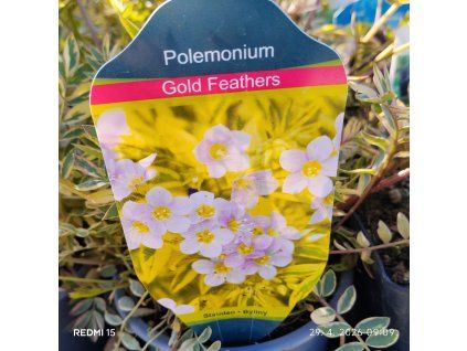 POLEMONIUM REPTANS 'GOLD FEATHERS' kak1