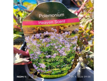 POLEMONIUM REPTANS 'HEAVEN SCENT' kak1