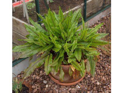 RUMEX SANGUINEUS shut1