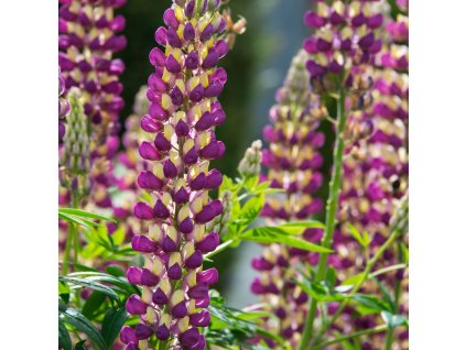 LUPINUS POLYPHYLLUS 'TOWER PURPLE LEMON'_ist