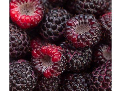 RUBUS IDAEUS 'GLEN COE' shut