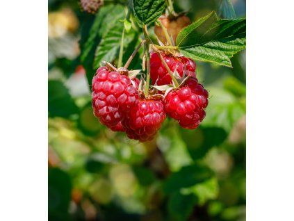 RUBUS IDAEUS 'MALLING PROMISE' shut1