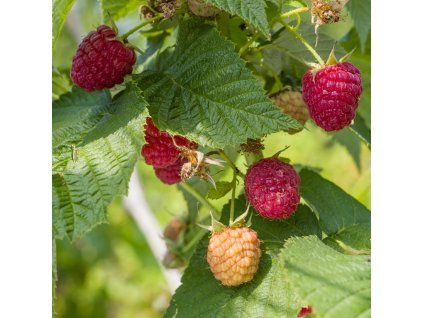 RUBUS IDAEUS 'OTTAWA' shut