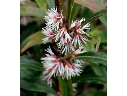 Sarcococca hookeriana 'Purple Stem' shut