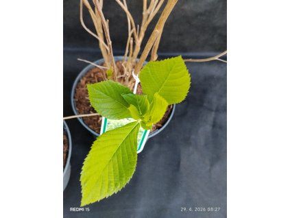 CLETHRA ALNIFOLIA kak1