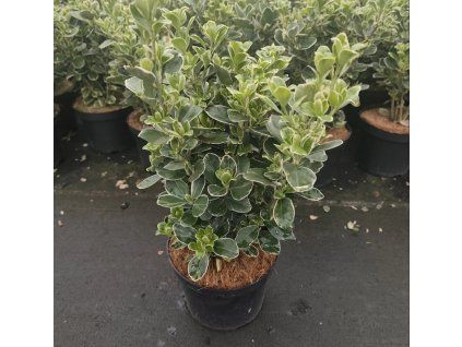 EUONYMUS JAPONICUS 'SILVER SIMON' Arbo