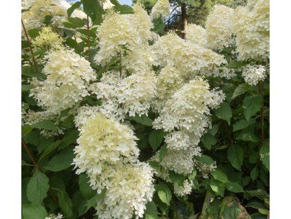 Hydrangea pan. 'Confetti' shut1