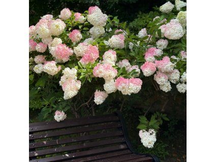 Hydrangea pan. 'Pink Lady' shut1