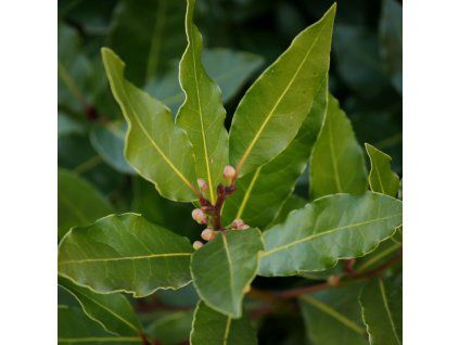 LAURUS NOBILIS IST2