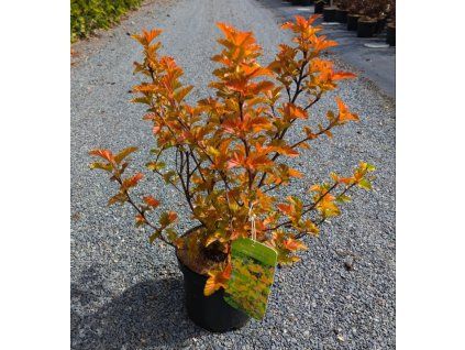PHYSOCARPUS OPULIFOLIUS 'MAGIC BALL' arbo