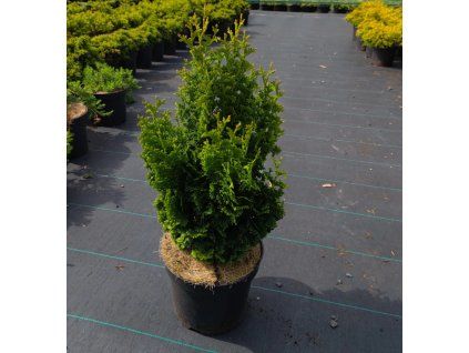 THUJA OCCIDENTALIS 'BROBECK'S TOWER' arbo