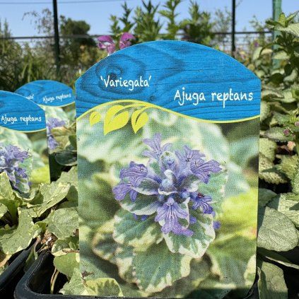 AJUGA REPTANS 'VARIEGATA' kak